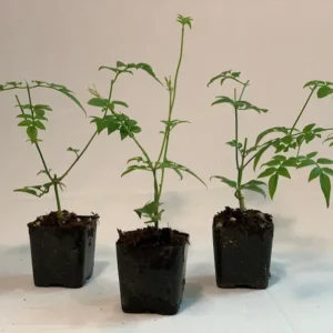 Polyanthum Jasmine Plant 3pk - 2 inch - Live Plant Starter