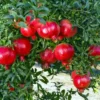 Pomegranate Tree A.C. Sweet Punica Granatum Plant 1-2 ft 6" Pot