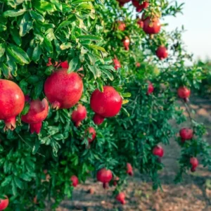 Pomegranate Tree A.C. Sweet Punica Granatum Plant 1-2 ft 6" Pot
