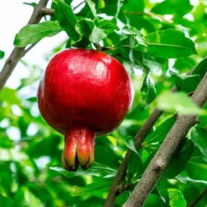 Pomegranate Tree A.C. Sweet Punica Granatum Plant 1-2 ft 6