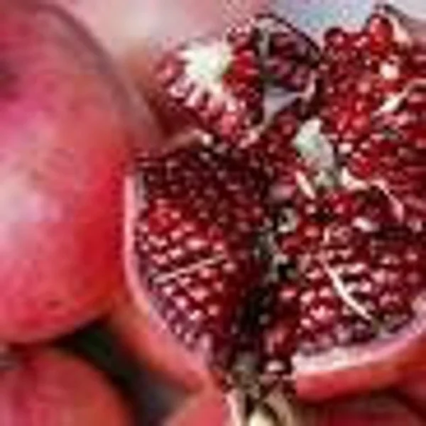 Pomegranate Tree 'Parfianka' Russian Punica Granatum Plant - 1-2 Ft Tall - 6 Inch Pot