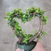 Portulacaria Afra Heart Shape Live Plant - 4" Potted Jade Elephant Bush