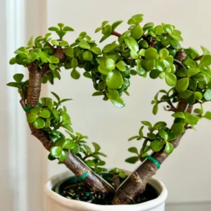 Portulacaria Afra Heart Shape Live Plant - 4" Potted Jade Elephant Bush