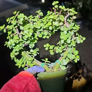 Portulacaria Afra Heart Shape Live Plant - 4