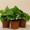 Pothos Golden Devil's Ivy Plants - 3 Pack 4 Inch Pots - Easy Care Indoor Plant