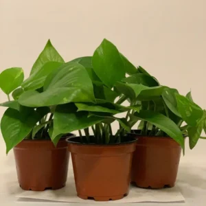 Pothos Golden Devil's Ivy Plants - 3 Pack 4 Inch Pots - Easy Care Indoor Plant