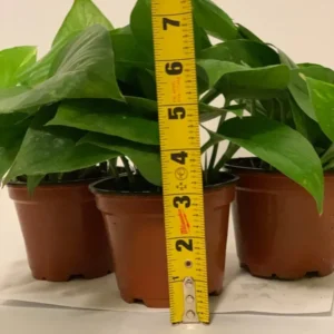 Pothos Golden Devil's Ivy Plants - 3 Pack 4 Inch Pots - Easy Care Indoor Plant