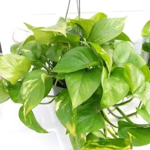 Pothos Golden Devil's Ivy Plants - 3 Pack 4 Inch Pots - Easy Care Indoor Plant