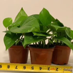 Pothos Golden Devil's Ivy Plants - 3 Pack 4 Inch Pots - Easy Care Indoor Plant
