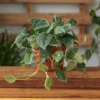 Pothos Silvery Ann Basket - Trailing Houseplant in Hanging Basket