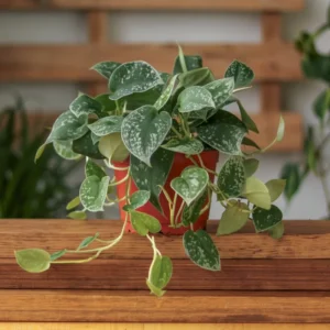 Pothos Silvery Ann Basket - Trailing Houseplant in Hanging Basket
