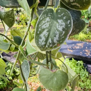 Pothos Silvery Ann Basket - Trailing Houseplant in Hanging Basket