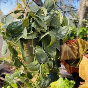 Pothos Silvery Ann Basket - Trailing Houseplant in Hanging Basket