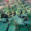 Princess Flower Tibouchina Urvilleana Plant 1 ft Tall 6 inch Pot