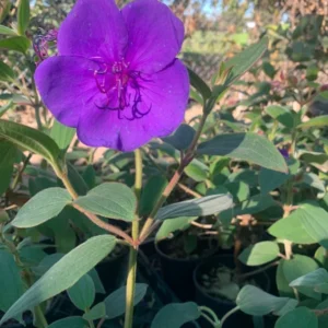 Princess Flower Tibouchina Urvilleana Plant 1 ft Tall 6 inch Pot
