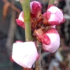 Prunus Mume Bongo Apricot Fruit Tree - 2 to 3 Feet Tall Potted