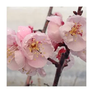 Prunus Mume Bongo Apricot Fruit Tree - 2 to 3 Feet Tall Potted