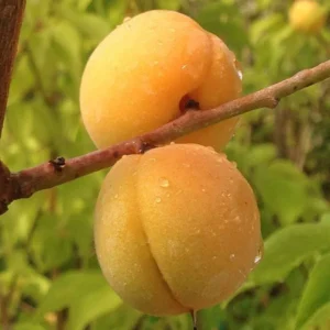 Prunus Mume Bongo Apricot Fruit Tree - 2 to 3 Feet Tall Potted