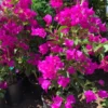 Purple Bougainvillea Live Plant, Flowering Vine, 1 Foot Tall, 6 Inch Pot