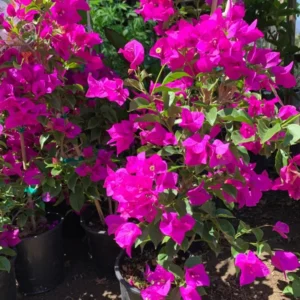 Purple Bougainvillea Live Plant, Flowering Vine, 1 Foot Tall, 6 Inch Pot