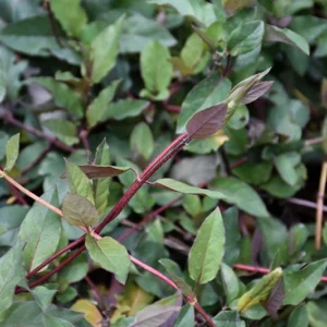 Purple Leaf Honeysuckle Vine Rare Lonicera Japonica Purpurea Plant 5-7