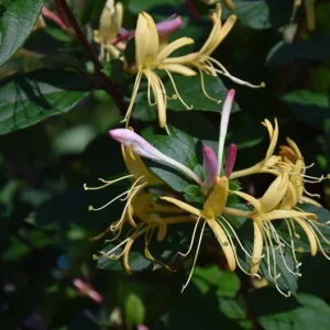 Purple Leaf Honeysuckle Vine Rare Lonicera Japonica Purpurea Plant 5-7" Tall