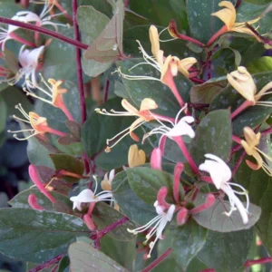 Purple Leaf Honeysuckle Vine Rare Lonicera Japonica Purpurea Plant 5-7