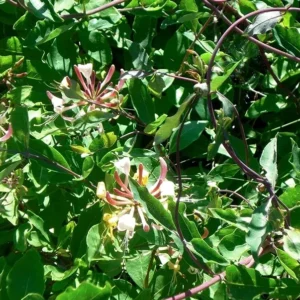 Purple Leaf Honeysuckle Vine Rare Lonicera Japonica Purpurea Plant 5-7