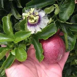 Purple Passionfruit Plant Live - 4 to 6 Inch Starter Vine for Patio and Garden