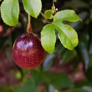 Purple Passionfruit Plant Live - 4 to 6 Inch Starter Vine for Patio and Garden