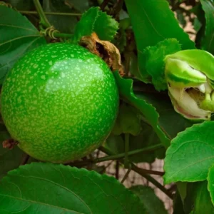 Purple Passionfruit Plant Live - 4 to 6 Inch Starter Vine for Patio and Garden