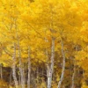 Quaking Aspen Tree - Populus tremuloides - Fast Growing Shade Tree - 2 to 3 ft Shipping Height