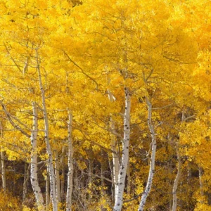 Quaking Aspen Tree - Populus tremuloides - Fast Growing Shade Tree - 2 to 3 ft Shipping Height