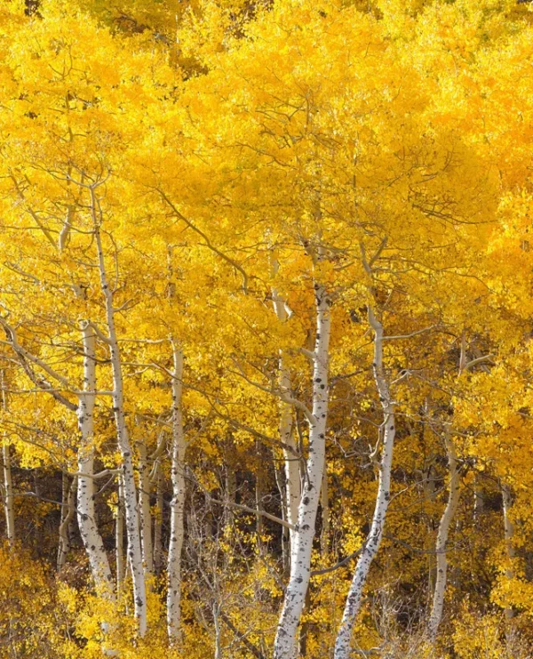 Quaking Aspen Tree - Populus tremuloides - Fast Growing Shade Tree - 2 to 3 ft Shipping Height