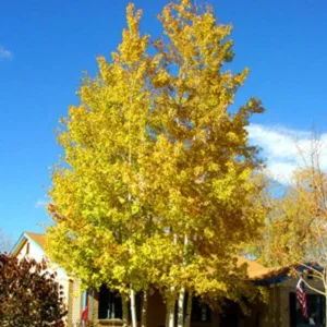 Quaking Aspen Tree - Populus tremuloides - Fast Growing Shade Tree - 2 to 3 ft Shipping Height