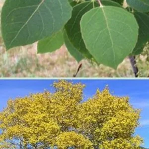 Quaking Aspen Tree - Populus tremuloides - Fast Growing Shade Tree - 2 to 3 ft Shipping Height