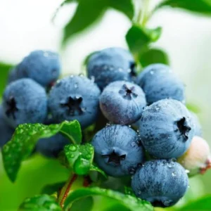 Rebel Blueberry Plant Live - Sweet Blueberry Bush Plant for Patio and Garden