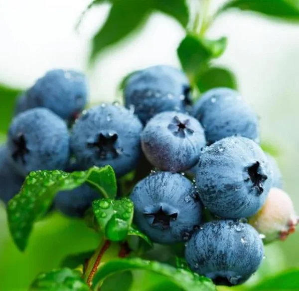 Rebel Blueberry Plant Live - Sweet Blueberry Bush Plant for Patio and Garden