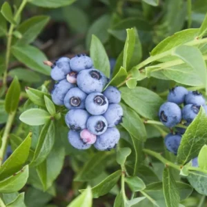 Rebel Blueberry Plant Live - Sweet Blueberry Bush Plant for Patio and Garden