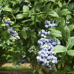 Rebel Blueberry Plant Live - Sweet Blueberry Bush Plant for Patio and Garden