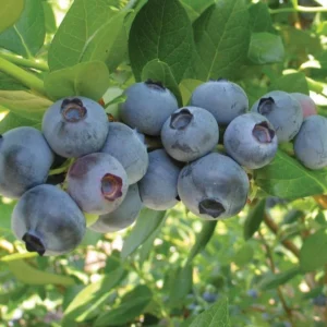 Rebel Blueberry Plant Live - Sweet Blueberry Bush Plant for Patio and Garden