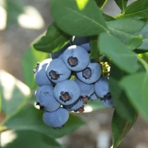 Rebel Blueberry Plant Live - Sweet Blueberry Bush Plant for Patio and Garden
