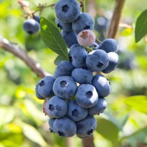 Rebel Blueberry Plant Live - Sweet Blueberry Bush Plant for Patio and Garden
