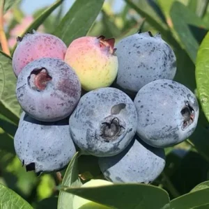 Rebel Blueberry Plant Live - Sweet Blueberry Bush Plant for Patio and Garden
