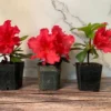 Red Bird Azalea - 2 inch Plant 6-Pack Red Flowers