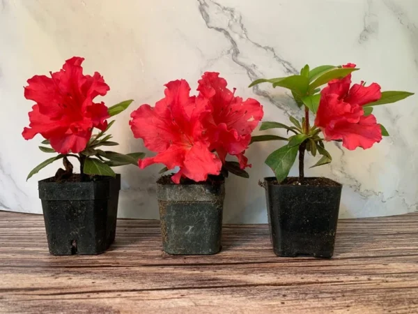 Red Bird Azalea - 2 inch Plant 6-Pack Red Flowers