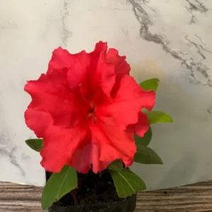 Red Bird Azalea - 2 inch Plant 6-Pack Red Flowers