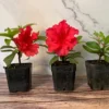 Red Bird Azalea - 2 inch Plant 6-Pack Red Flowers