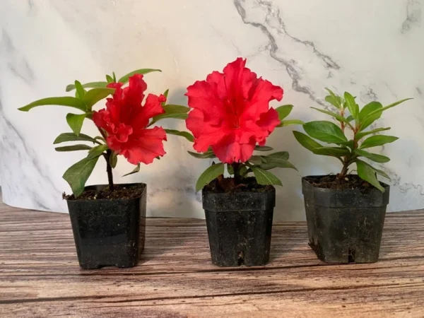 Red Bird Azalea - 2 inch Plant 6-Pack Red Flowers