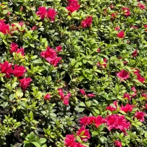 Red Bird Azalea - 2 inch Plant 6-Pack Red Flowers